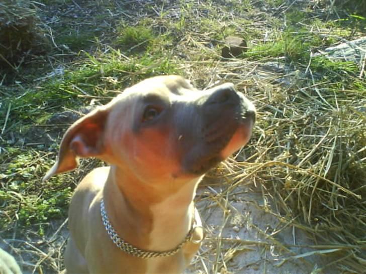 Amerikansk staffordshire terrier Naya billede 2