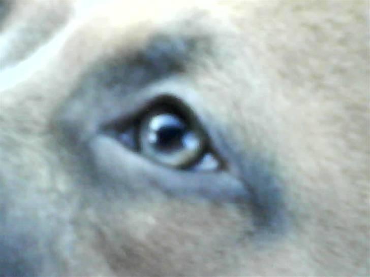 Amerikansk staffordshire terrier Naya billede 3