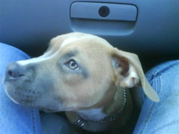 Amerikansk staffordshire terrier Naya billede 4