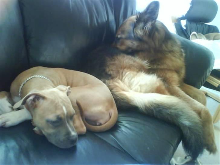 Amerikansk staffordshire terrier Naya billede 6