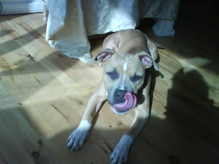 Amerikansk staffordshire terrier Naya billede 7