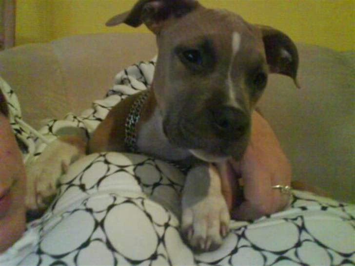 Amerikansk staffordshire terrier Naya billede 8