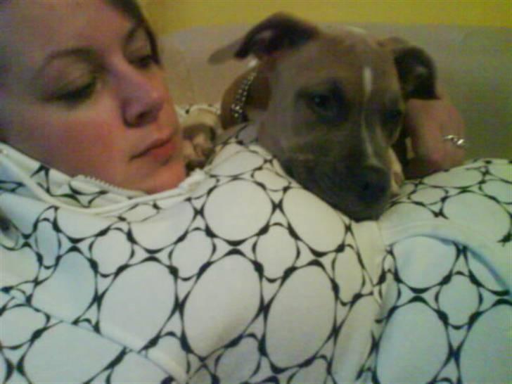 Amerikansk staffordshire terrier Naya billede 9