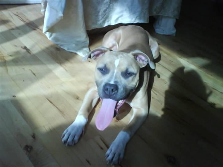 Amerikansk staffordshire terrier Naya billede 10