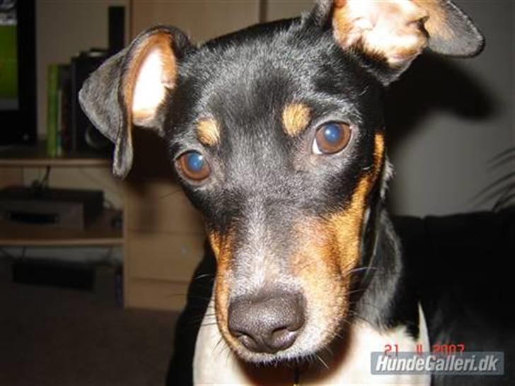 Dansk svensk gaardhund Bella Aya billede 1