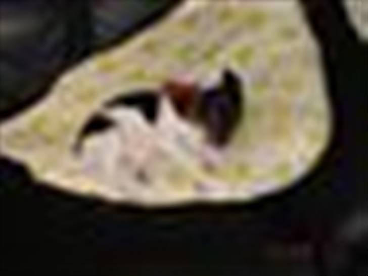 Dansk svensk gaardhund Bella Aya billede 2