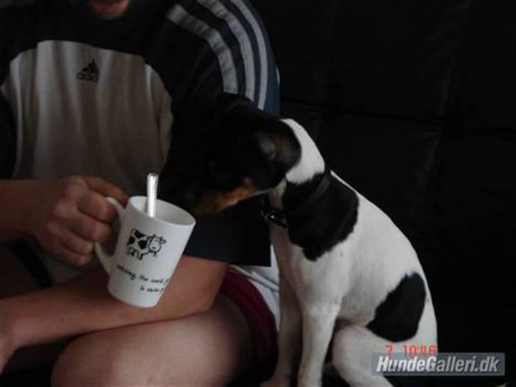 Dansk svensk gaardhund Bella Aya billede 4