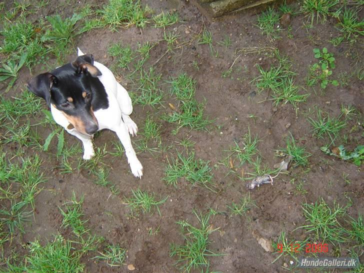 Dansk svensk gaardhund Bella Aya billede 5