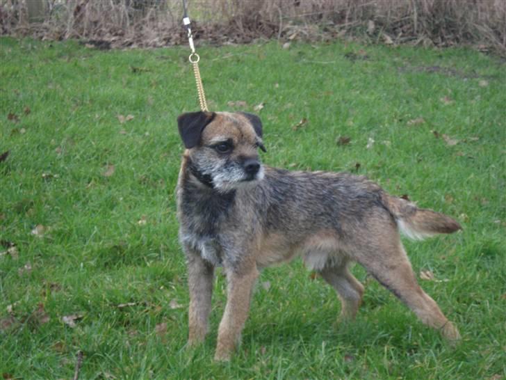 Border terrier lutra´s oscar - Bedste hund på brugsprøve (grav) og Dansk Udstillingschampion - Godt gået, eller hvad ? billede 11