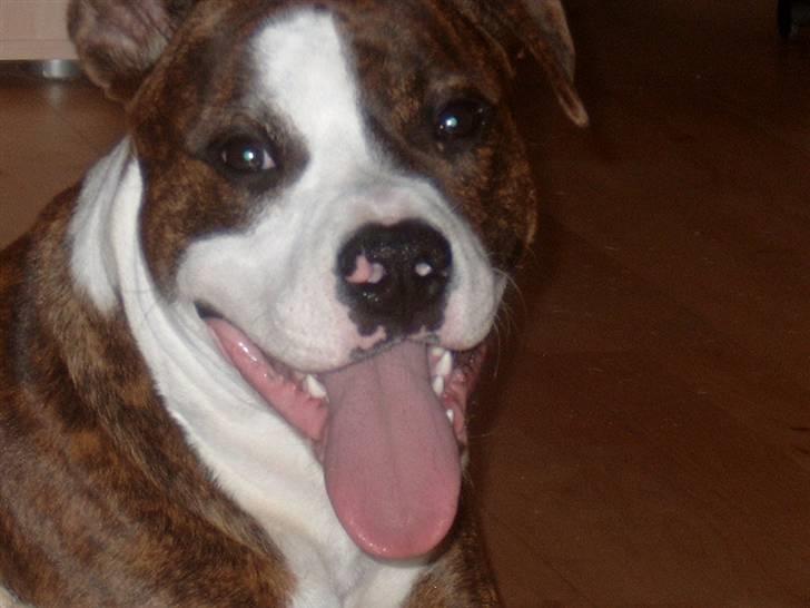 Amerikansk staffordshire terrier Düchezz - Her er så deres far billede 11