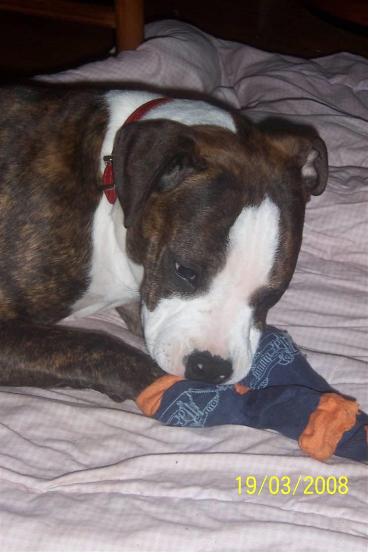 Amerikansk staffordshire terrier Düchezz billede 12