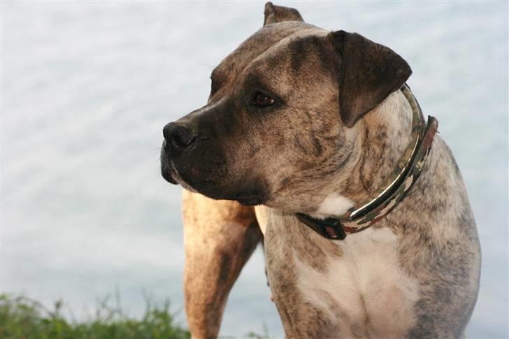 Amerikansk staffordshire terrier Düchezz - Düchezz´ og Diablo´s dejlige mor..!!! billede 13