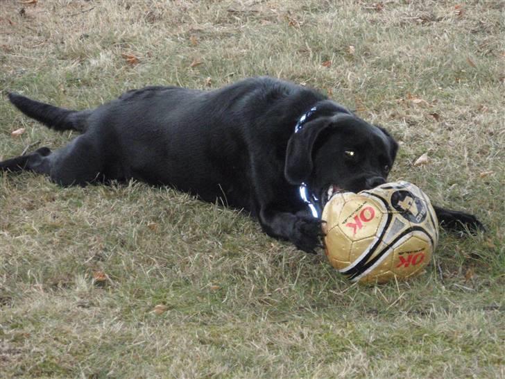 Blanding af racer Sally (sørøveren) - Sally alias Ronaldo.......hendes elskede boldt :o) billede 10