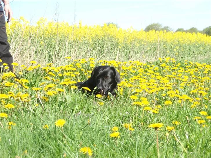Blanding af racer Sally (sørøveren) - Føler mig som Ferdinand som ligger under korktræet, jeg ELSKER mine mælkebøtter :o) billede 11