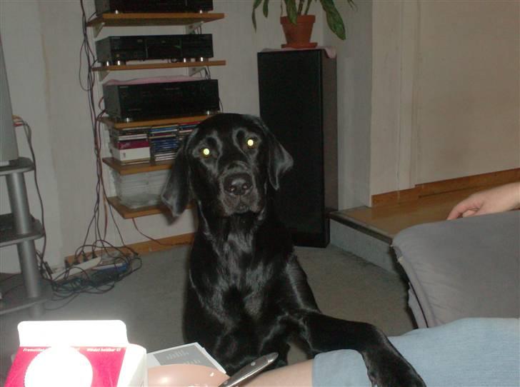 Labrador retriever santos billede 15