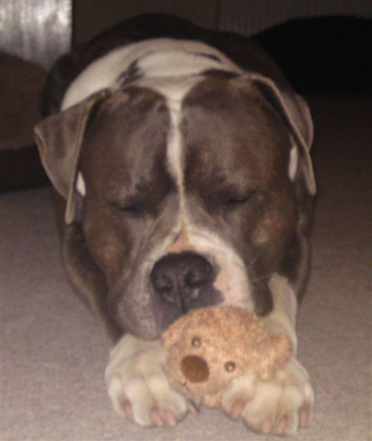 Blanding af racer Tass *RIP* billede 1