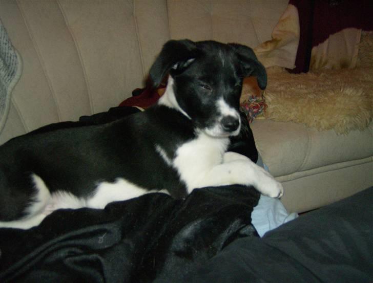 Border collie gizmo - her ligger jeg lige og tager en slapper billede 1