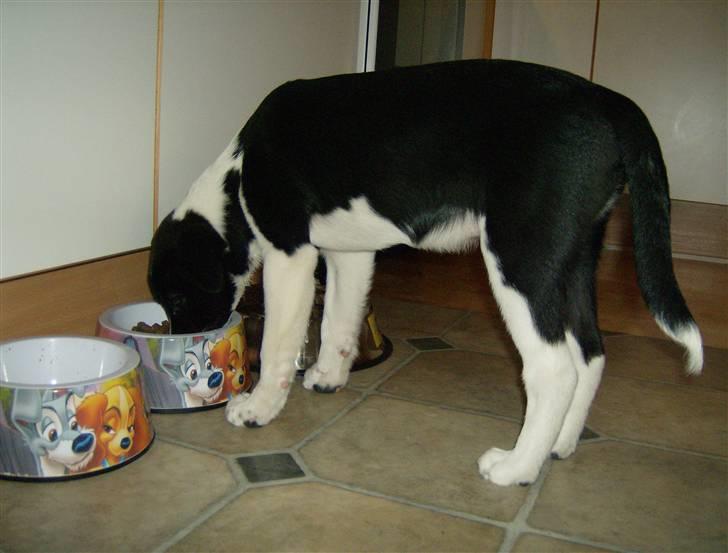 Border collie gizmo - ja man bliver godt nok tørstig af alt det legen billede 2