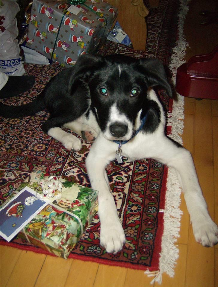 Border collie gizmo - her er jeg lige igang med at pakke min allerførste julegave op, meget spændende billede 3