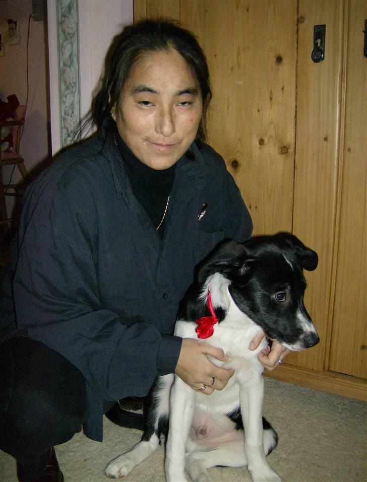 Border collie gizmo - her sidder jeg lige sammen med min mor og viser min flotte julesløjfe billede 4