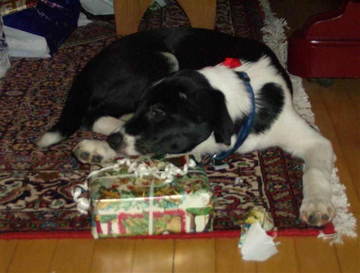 Border collie gizmo - her er jeg rigtig godt igang med min julegave, det var rigtig sjovt kan i tro billede 5