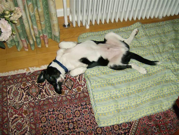 Border collie gizmo - nu kunne jeg simpelthen ikke holde mig vågen mere, jeg tror at det var spændingen ved min første jul billede 6