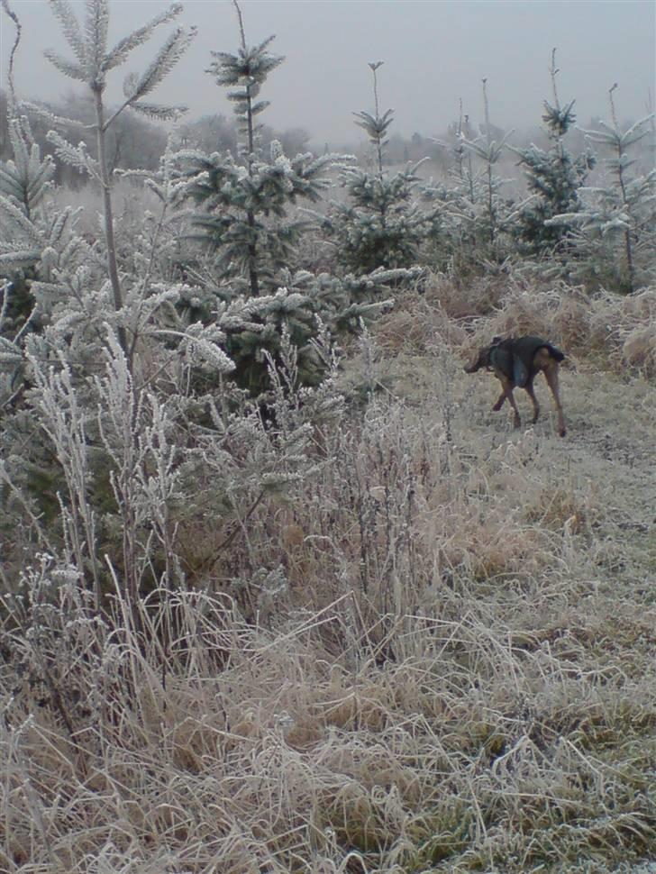 Weimaraner Shewa - Er der noget spændende her? billede 1