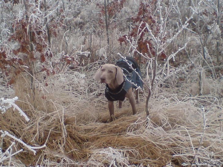 Weimaraner Shewa - Er jeg ikke smuk? billede 2