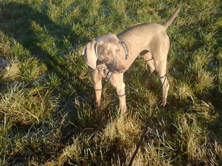 Weimaraner Shewa - Jeg soler mig lige lidt billede 3