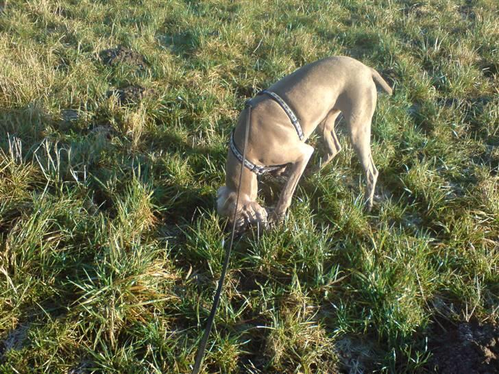 Weimaraner Shewa - Her er der vist en mus billede 4
