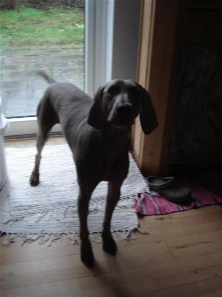 Weimaraner Shewa - Bliv nu færdig, så vi kan komme ud hundemor! billede 5