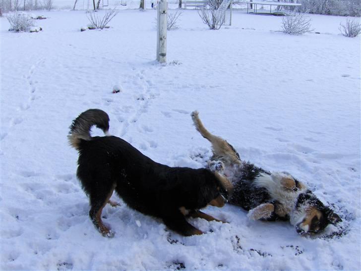 Blanding af racer Freja - Marts måned 2008 i sneen billede 14