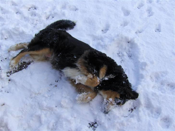 Blanding af racer Freja - Marts måned 2008 i sneen billede 15