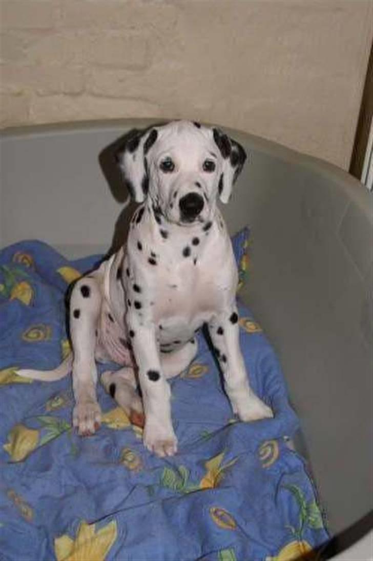 Dalmatiner Akibald R.I.P d. 4/5-2009 billede 1