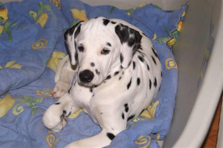 Dalmatiner Akibald R.I.P d. 4/5-2009 billede 2