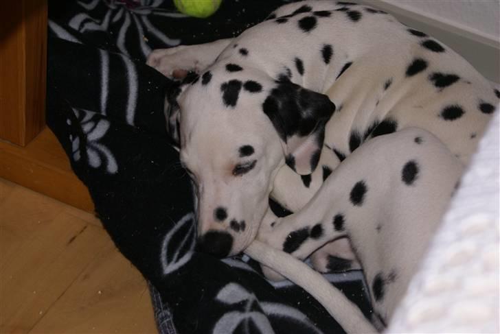 Dalmatiner Akibald R.I.P d. 4/5-2009 billede 3