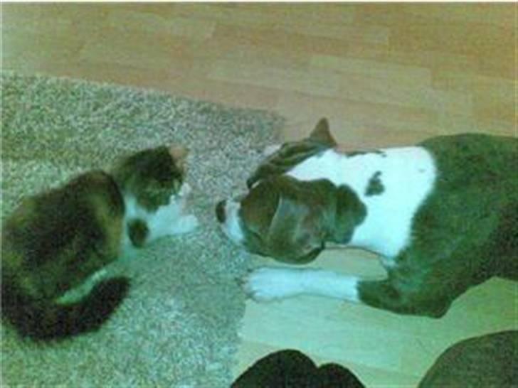 Blanding af racer Tass *RIP* billede 3