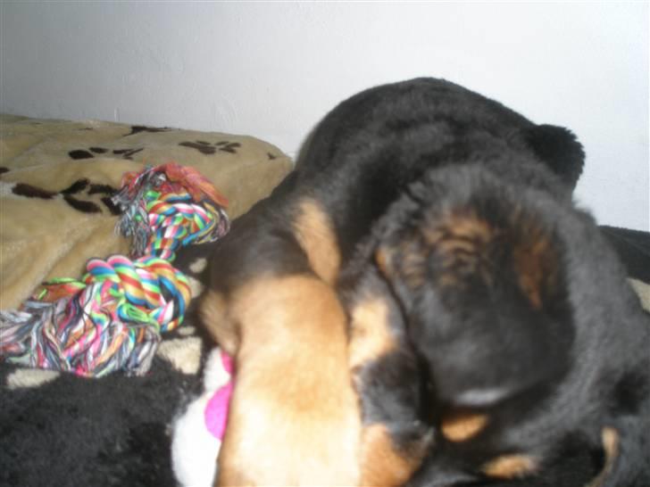 Rottweiler Speedy billede 4