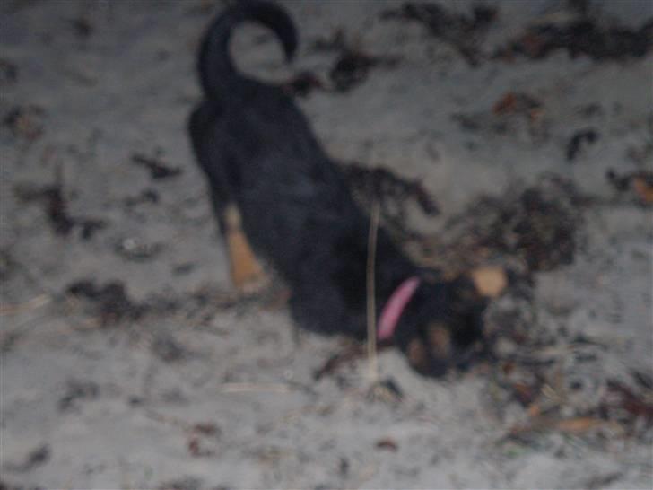 Rottweiler Speedy billede 5