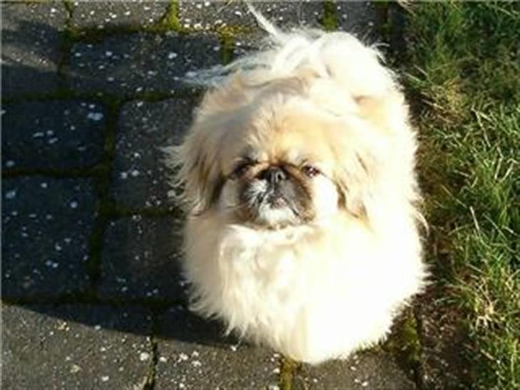 Pekingeser Line R.I.P Min skat - på en dejlig sommerdag billede 5