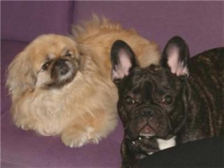 Pekingeser Line R.I.P Min skat - Line sammen ozzy hihi billede 6