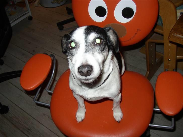Jack russell terrier Funny R.I.P billede 7