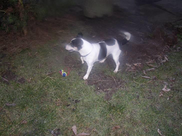 Jack russell terrier Funny R.I.P billede 8