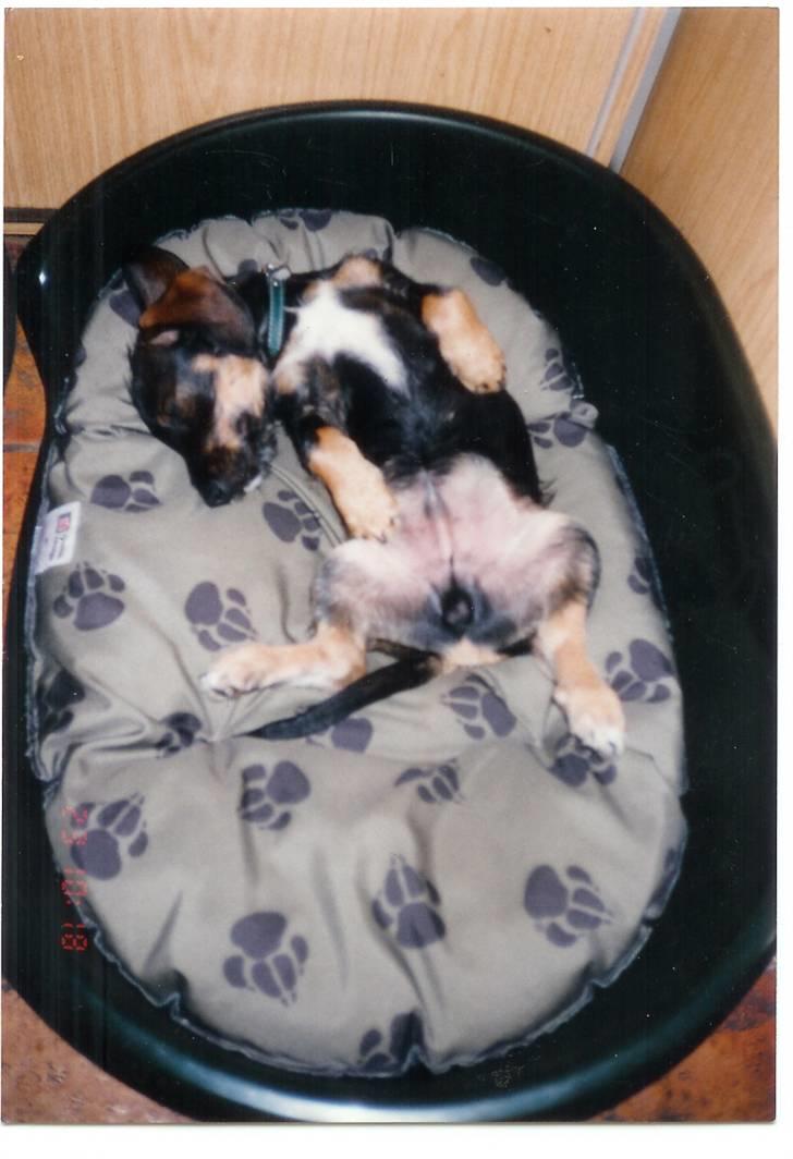 Blanding af racer Fister billede 11