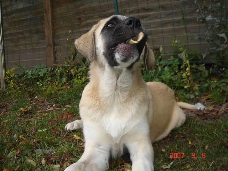 Kangal lady billede 3