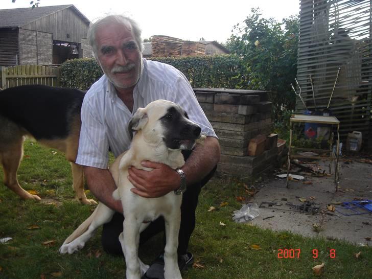 Kangal lady billede 5