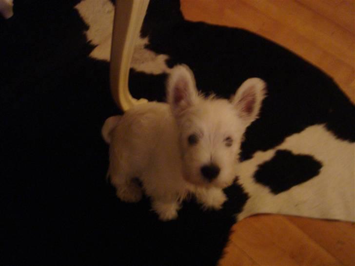 West highland white terrier anton billede 5