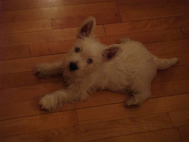 West highland white terrier anton billede 6