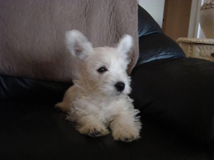 West highland white terrier anton billede 7