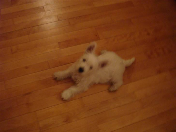 West highland white terrier anton billede 8